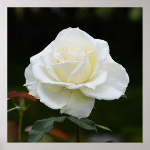 Schöne weiße Rose Poster
