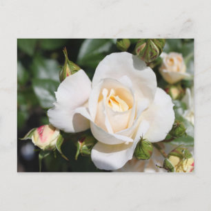 schöne weiße Rosenblume. Liebe und Romantik Postkarte