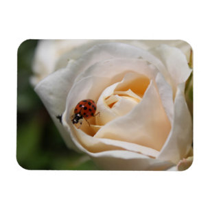 schöne weiße Rosenblume und Marienkäfer Magnet