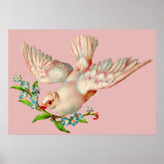 schöne weiße Taube mit Sprig im Mund Poster (Vorne)