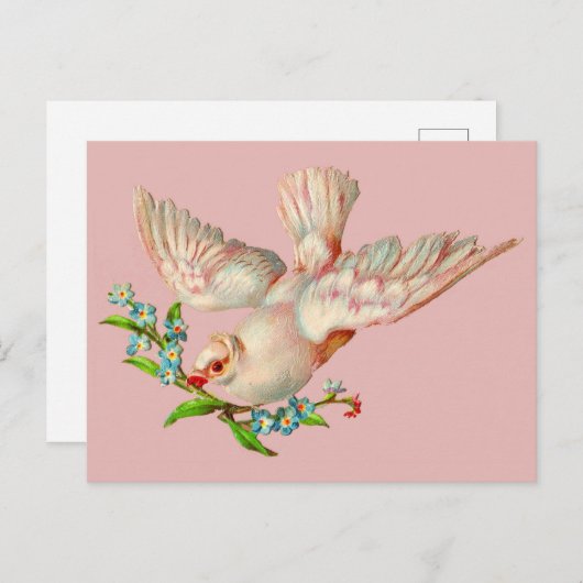 schöne weiße Taube mit Sprig im Mund Postkarte (Vorne/Hinten)