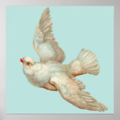 schöne weiße Taube Poster (Vorne)