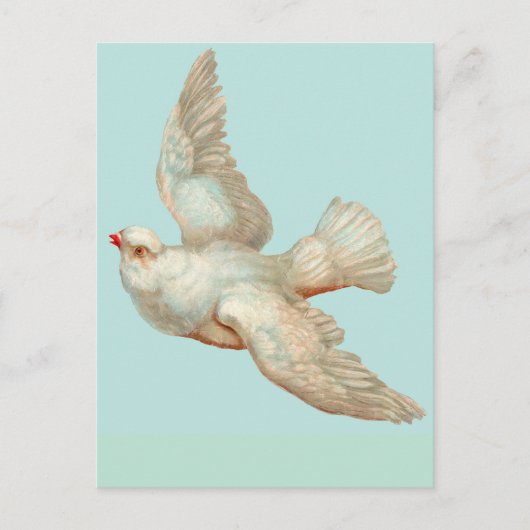 schöne weiße Taube Postkarte (Vorderseite)