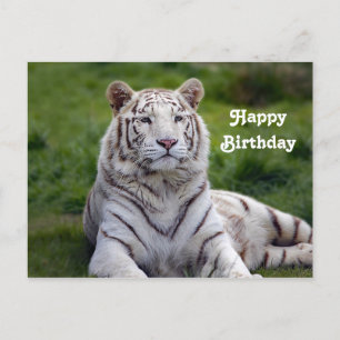 Schöne Weiße-Tiger-Foto-Geburtstag Postkarte