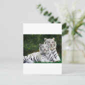 Schöne weiße Tiger Postkarte (Stehend Vorderseite)