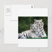 Schöne weiße Tiger Postkarte (Vorne/Hinten)