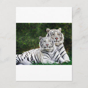 Schöne weiße Tiger Postkarte