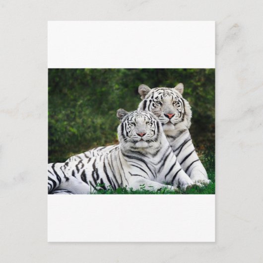 Schöne weiße Tiger Postkarte (Vorderseite)