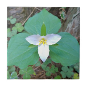 Schöne weiße Trillium-Blume im Wald Fliese