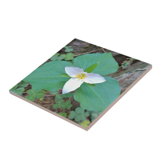 Schöne weiße Trillium-Blume im Wald Fliese (Seite)