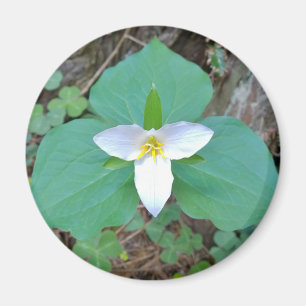 Schöne weiße Trillium-Blume im Wald Magnet