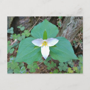 Schöne weiße Trillium-Blume im Wald Postkarte