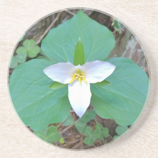 Schöne weiße Trillium-Blume im Wald Sandstein Untersetzer (Vorne)