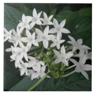 Schöne weiße tropische Blume Tile Fliese