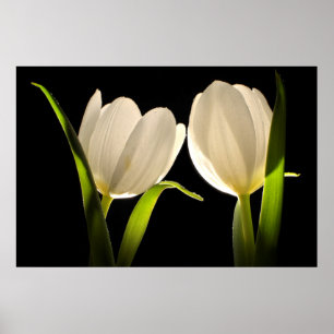 Schöne weiße Tulips auf schwarzem Hintergrund Poster