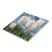 Schöne weiße Tulissen Fliese (Seite)