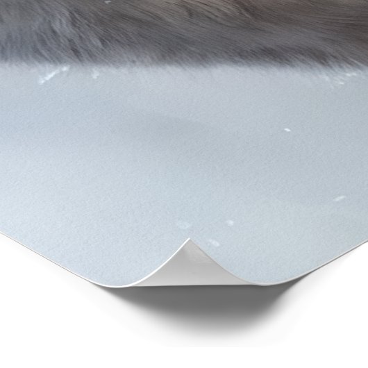 Schöne Weiße Wolf Kunst Poster (Ecke)