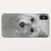 Schöne Westie Dog iPhone Case (Rückseite (Horizontal))