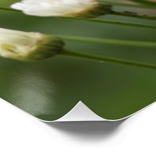 Schöne White Daisies | Blume auf dem grünen Feld Poster (Ecke)