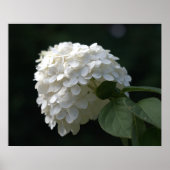 Schöne White Limon Hydrangea Blume Poster (Vorne)