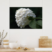 Schöne White Limon Hydrangea Blume Poster (Küche)