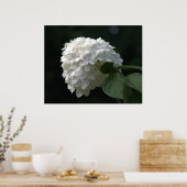 Schöne White Limon Hydrangea Blume Poster (Küche)