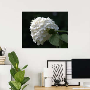 Schöne White Limon Hydrangea Blume Poster