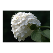 Schöne White Limon Hydrangea Blume