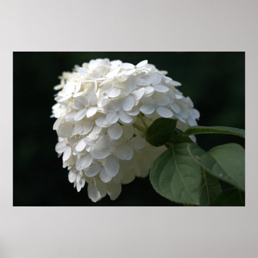 Schöne White Limon Hydrangea Blume Poster (Vorne)