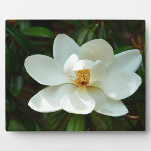 Schöne White Magnolia Blume Fotoplatte