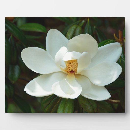 Schöne White Magnolia Blume Fotoplatte (Vorderseite)