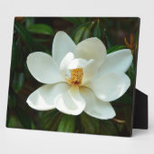 Schöne White Magnolia Blume Fotoplatte (Seite)