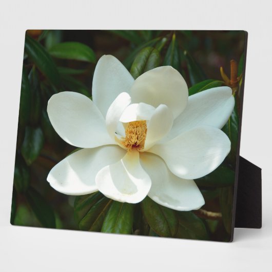 Schöne White Magnolia Blume Fotoplatte (Seite)