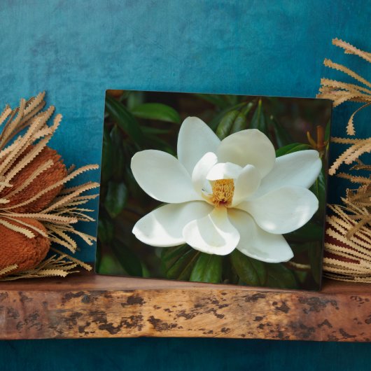 Schöne White Magnolia Blume Fotoplatte (Seite)