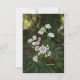 Schöne White Summer Blume Mitteilungskarte