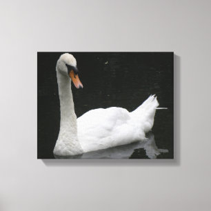 Schöne White Swan Canvas Print Leinwanddruck
