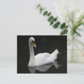 Schöne White Swan Postkarte (Stehend Vorderseite)