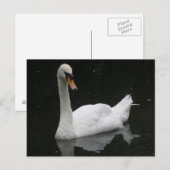 Schöne White Swan Postkarte (Vorne/Hinten)
