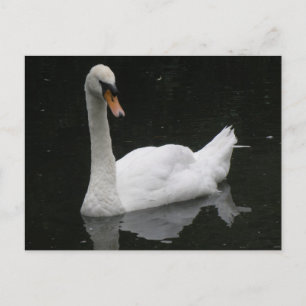 Schöne White Swan Postkarte