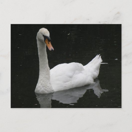 Schöne White Swan Postkarte (Vorderseite)