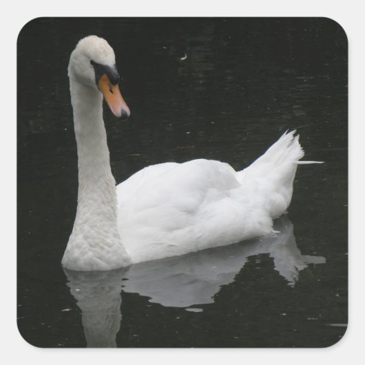 Schöne White Swan Stickers (Vorderseite)