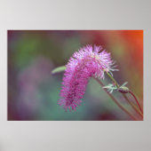 Schöne Wiesenblume Poster (Vorne)