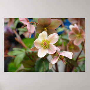 Schöne Wiesenrosenblüten Poster
