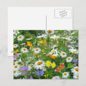 Schöne Wildblume und Schmetterlingswiese Postkarte (Vorne/Hinten)