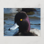 Schöne Wilde Ente - Lesser Scaup Drake Postkarte (Vorderseite)