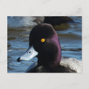 Schöne Wilde Ente - Lesser Scaup Drake Postkarte