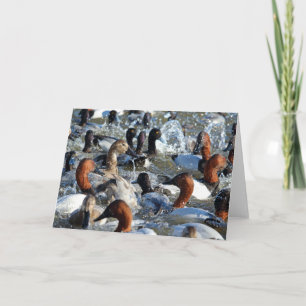 Schöne wilde Enten - Kanvasbacks und Scaup Karte