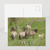 Schöne Wilde Pferde HELLO Postkarte (Vorne/Hinten)