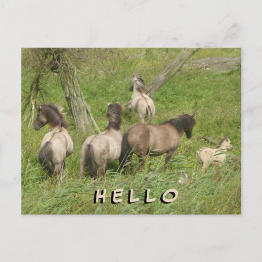 Schöne Wilde Pferde HELLO Postkarte (Vorderseite)