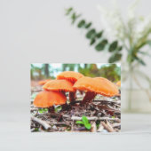 Schöne wilde Pilze im Herbstfeld Postkarte (Stehend Vorderseite)